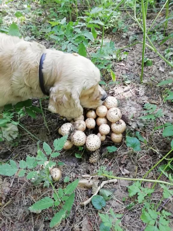 tbilisi kyrort manglisi room 6